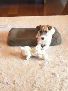わんちゃんのクッションカバー