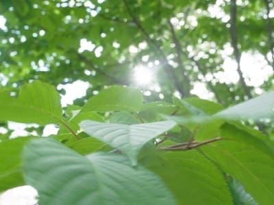 明日は定休日とさせて頂きます。