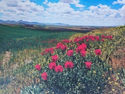 Miri  手紡き・草木染　ペルシャ絨毯のお店